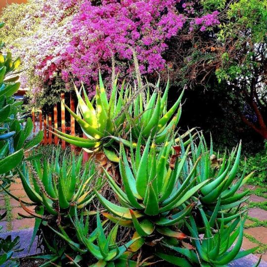 Quiet House Garden Naples-Pompei-Sorrento Villa Trecase Dış mekan fotoğraf
